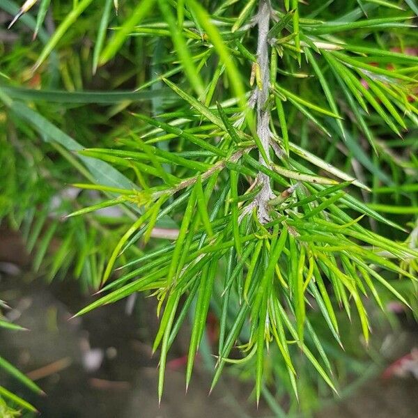 Grevillea juniperina Leaf