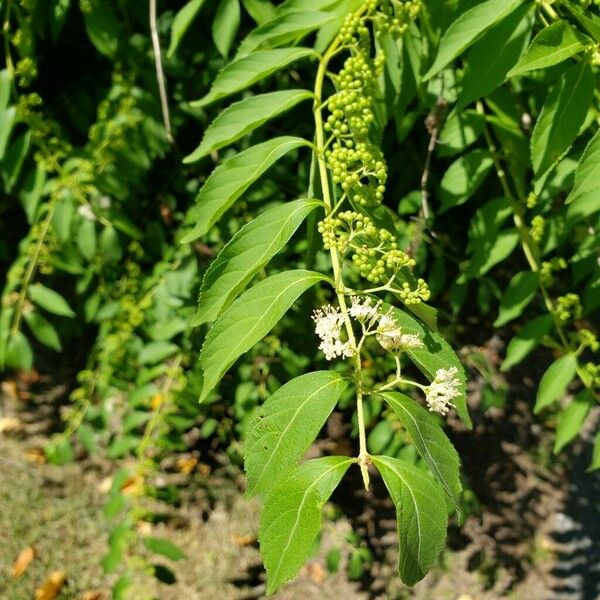 Callicarpa americana ഇല