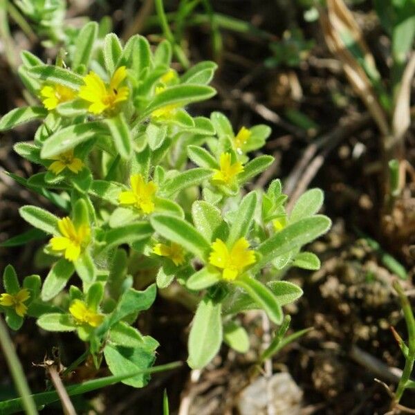 Asteriscus aquaticus Floare