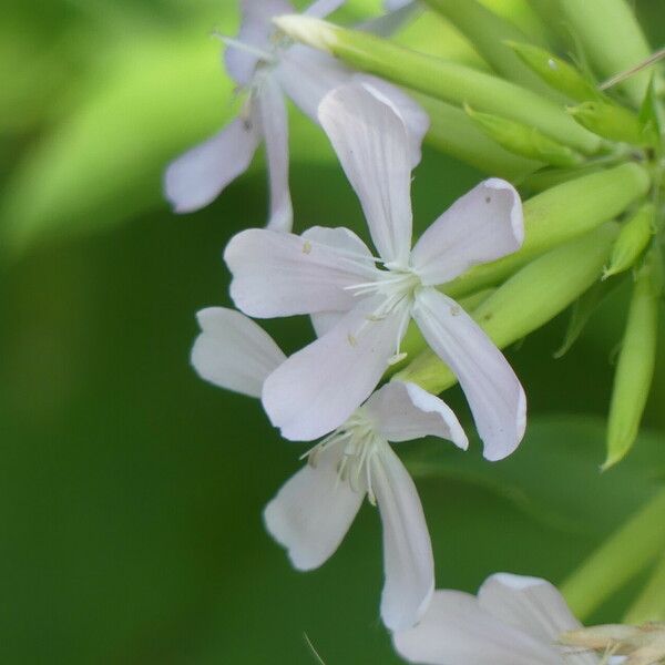 Saponaria officinalis Flor