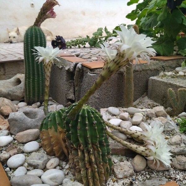 Echinopsis oxygona Кветка