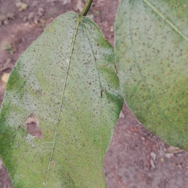 Ficus exasperata Leaf