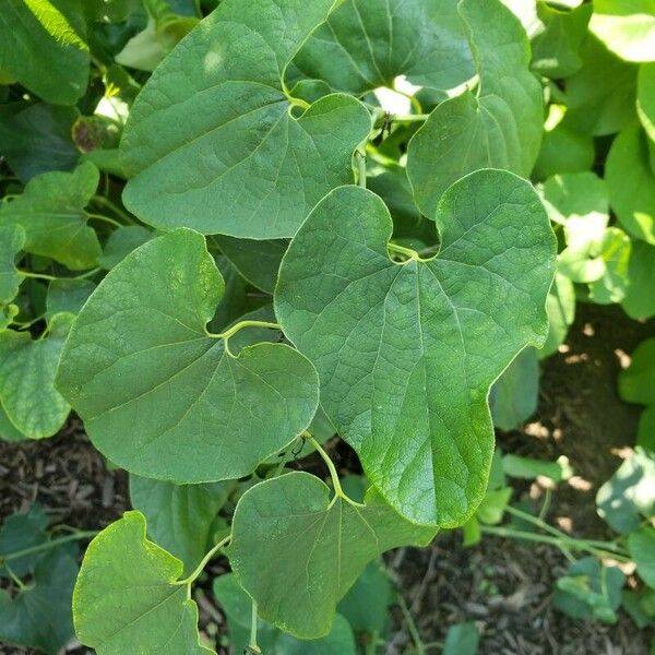 Aristolochia clematitis Blatt