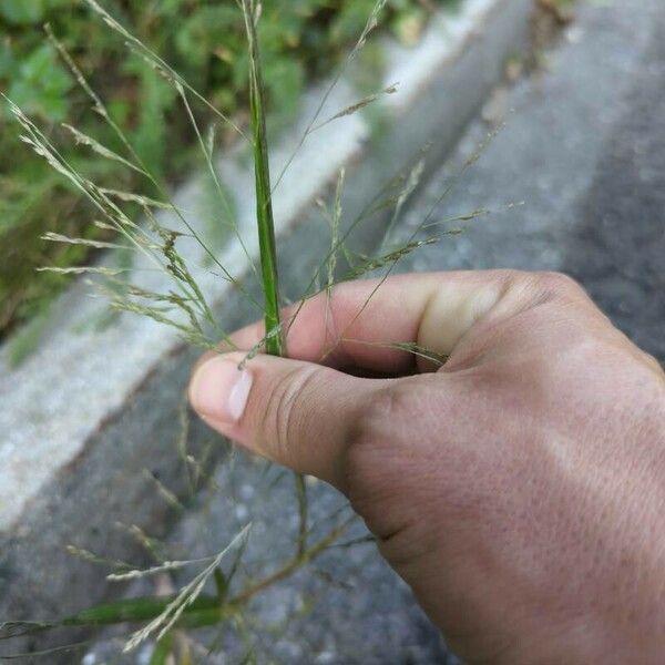 Eragrostis pilosa Fleur