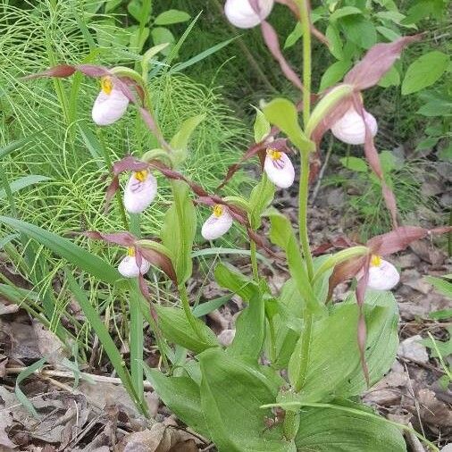 Cypripedium montanum Flower