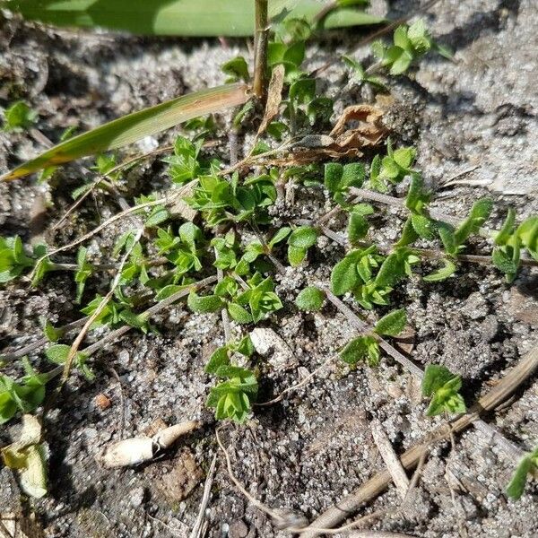 Arenaria serpyllifolia Лист