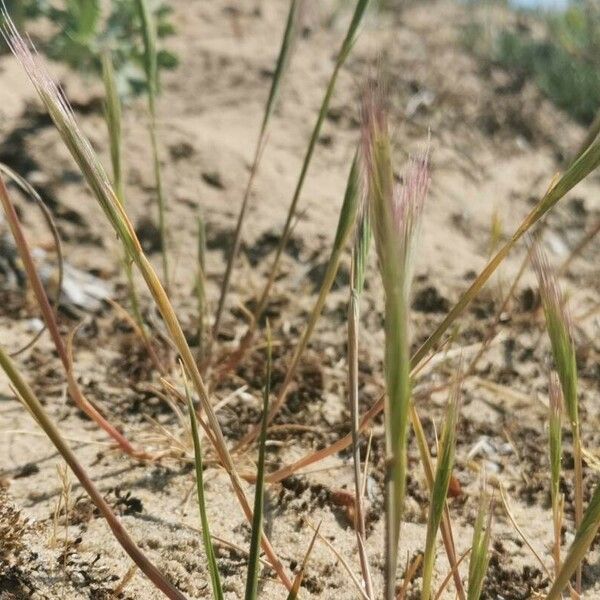 Festuca ambigua Květ