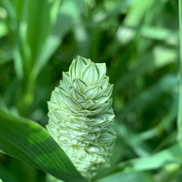 Phalaris canariensis Flower