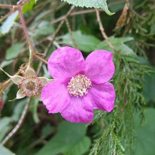 Rubus odoratus Flower