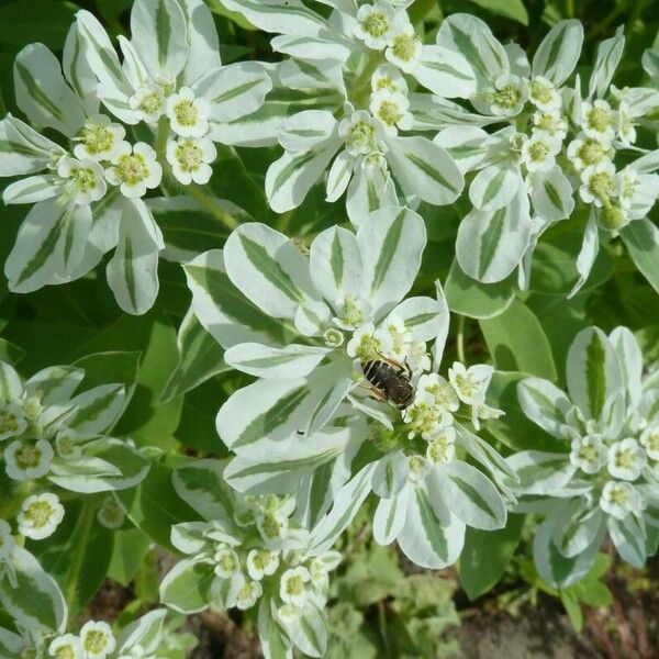 Euphorbia marginata പുഷ്പം