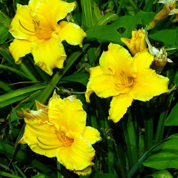 Hemerocallis lilioasphodelus Žiedas