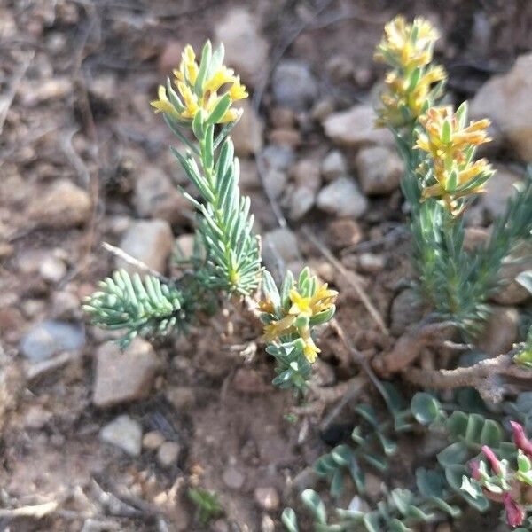 Thymelaea pubescens Flor