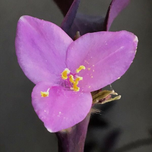 Tradescantia pallida Цвят