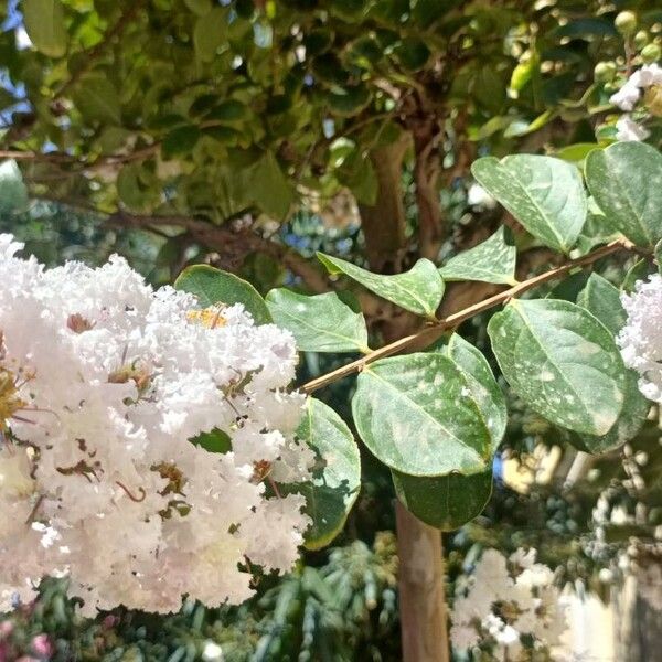 Lagerstroemia speciosa Virág