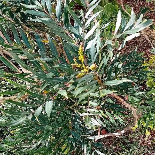 Mahonia fortunei ᱥᱟᱠᱟᱢ