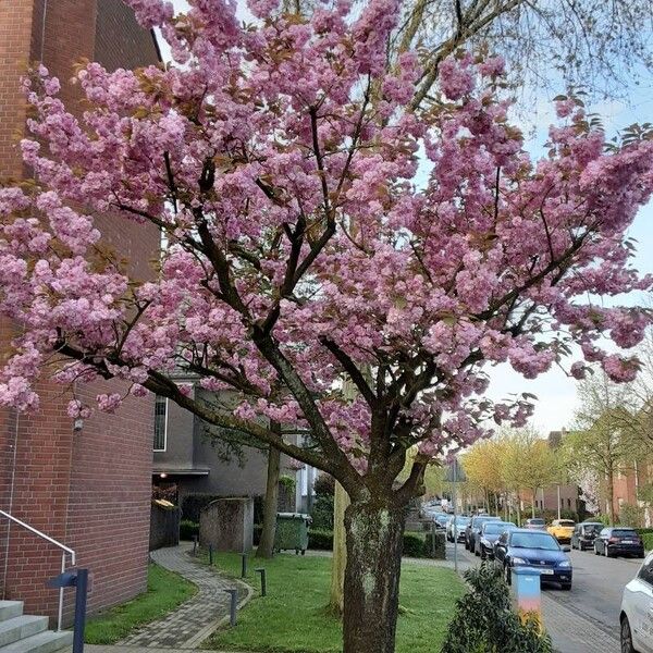 Prunus serrulata Habit