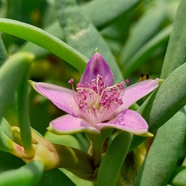 Sesuvium portulacastrum Flower