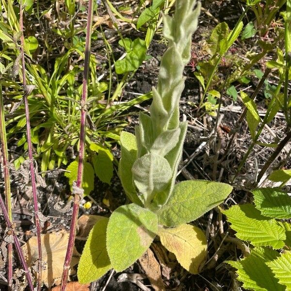 Verbascum thapsus Vekstform