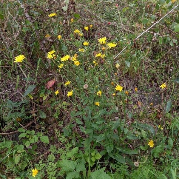 Hieracium sabaudum Habitat