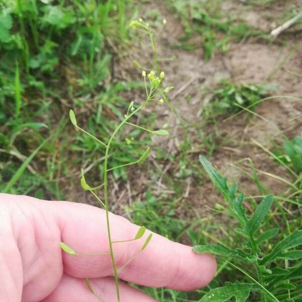 Draba nemorosa 果實