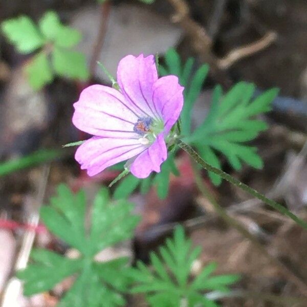 Geranium columbinum Flower