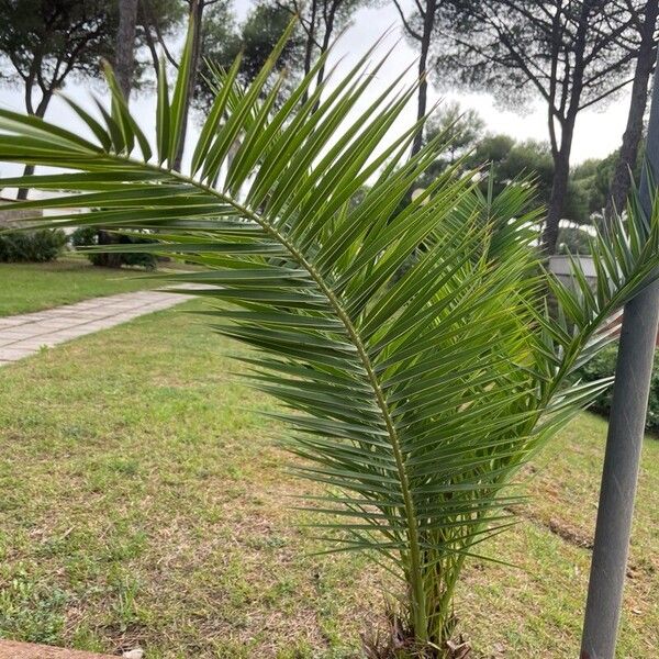 Phoenix canariensis Blad