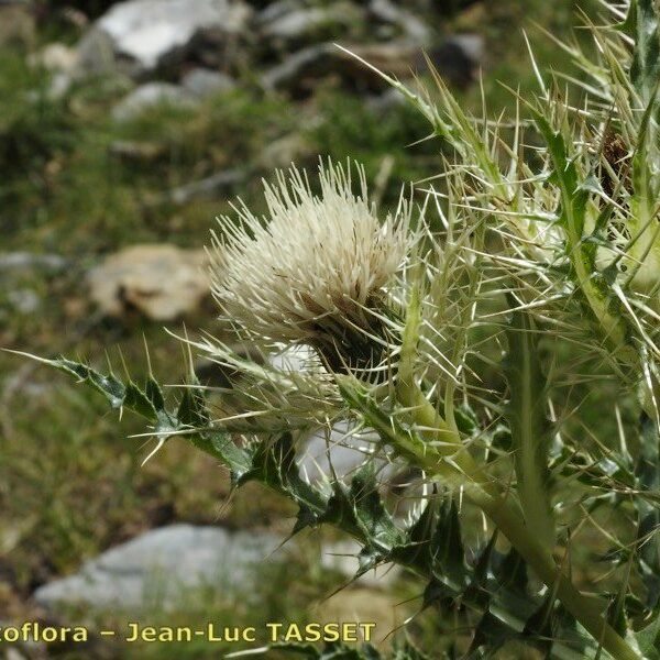 Cirsium glabrum Blomma