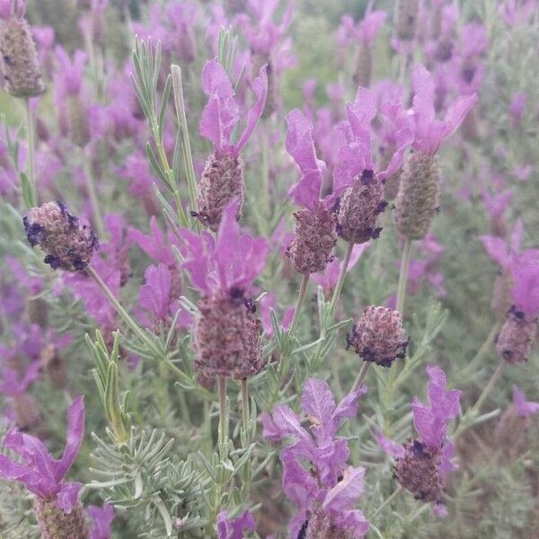 Lavandula stoechas Кветка