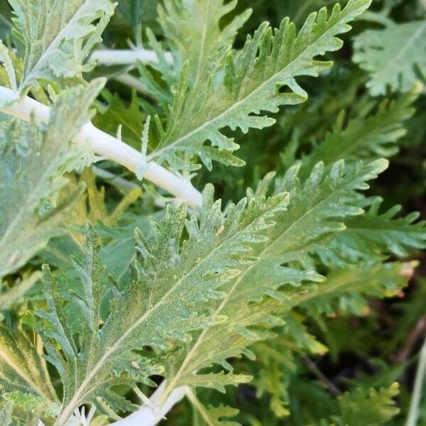 Salvia abrotanoides Leaf