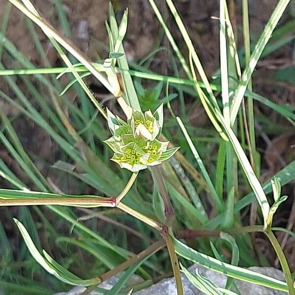 Bupleurum baldense 形態