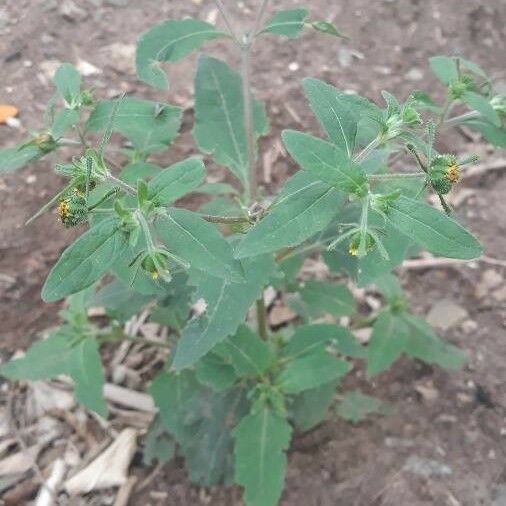 Sigesbeckia orientalis Blad