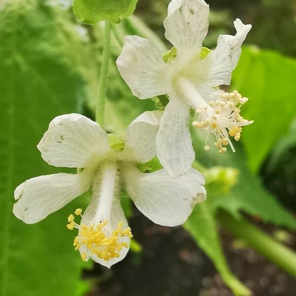 Ripariosida hermaphrodita Flower