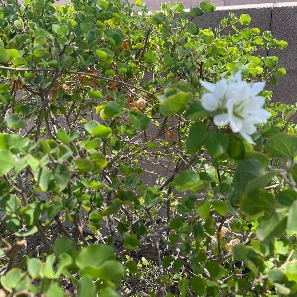 Bauhinia lunarioides Цвят