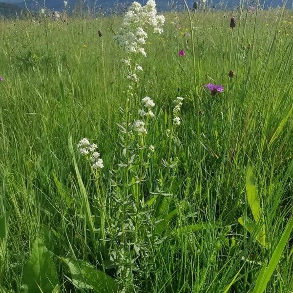 Galium boreale Hábitos