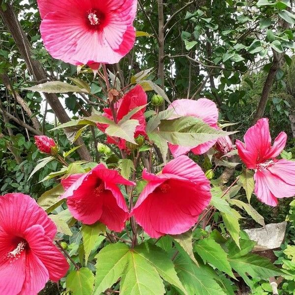 Hibiscus moscheutos Floro