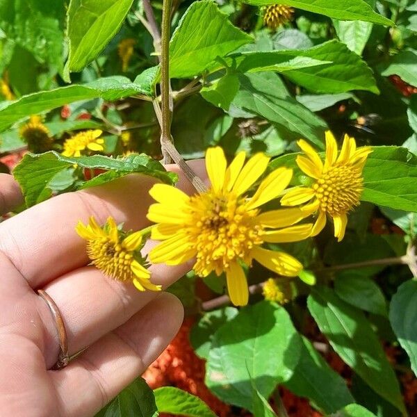 Tilesia baccata Lorea