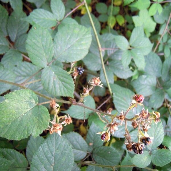 Rubus loehrii Other