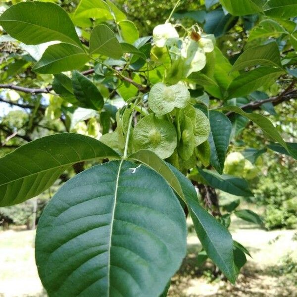 Ptelea trifoliata Fruit