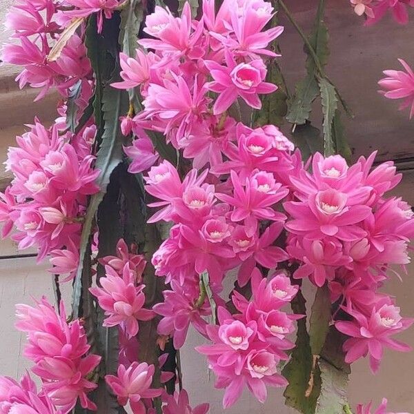 Disocactus phyllanthoides Květ