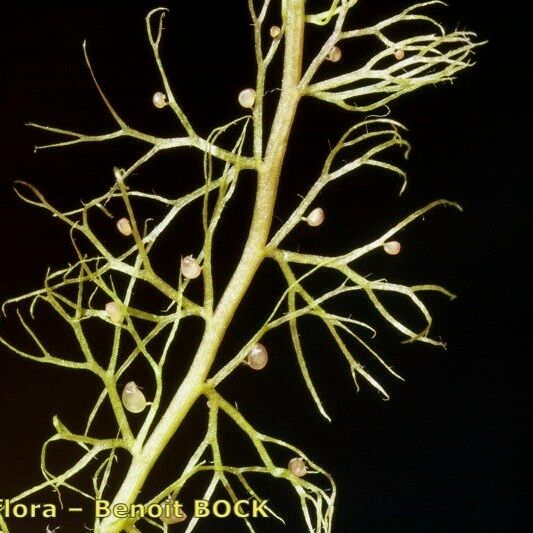 Utricularia minor Ďalší