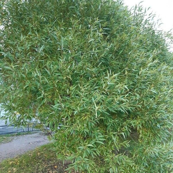 Salix alba Habit