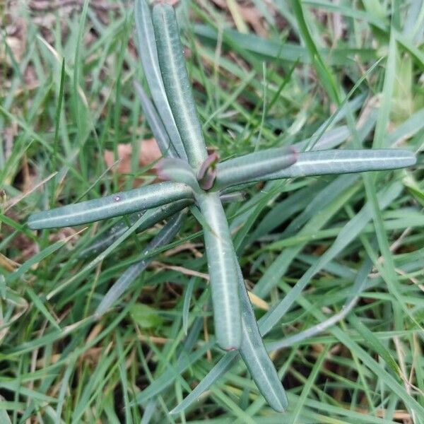 Euphorbia lathyris Leaf