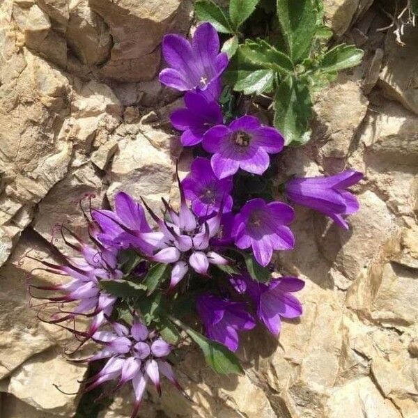 Campanula morettiana ফুল