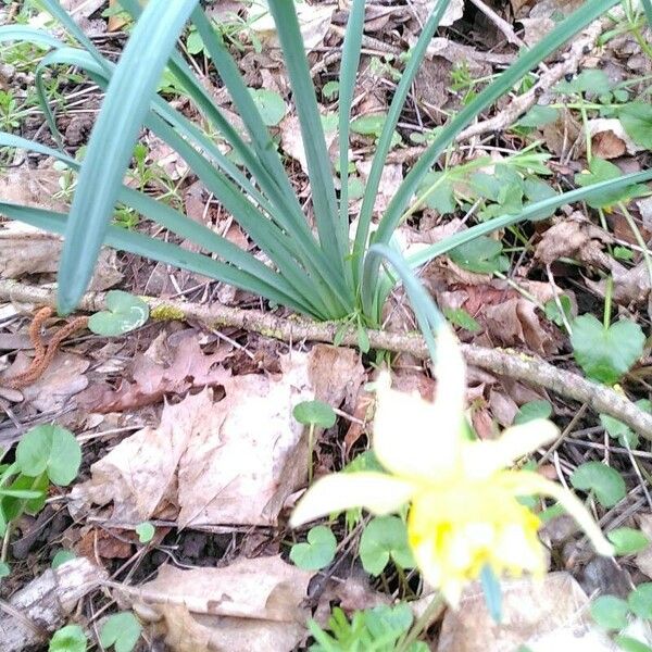 Narcissus pseudonarcissus Flor