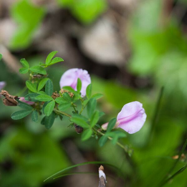 Chamaecytisus purpureus Floro