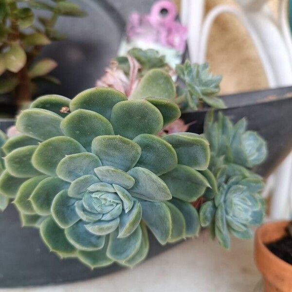 Echeveria secunda Blomma