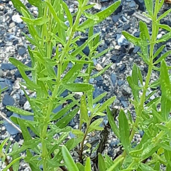 Hyssopus officinalis Leaf