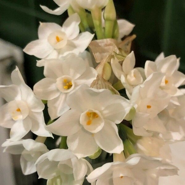 Narcissus papyraceus Fleur