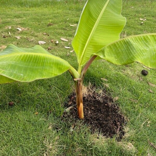 Musa acuminata Облик