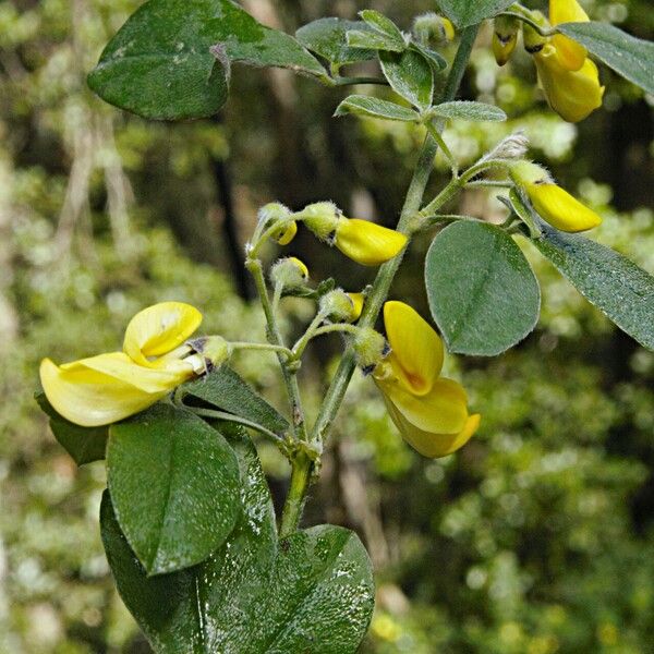 Cytisus villosus Flower